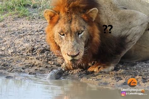 獅子喝水